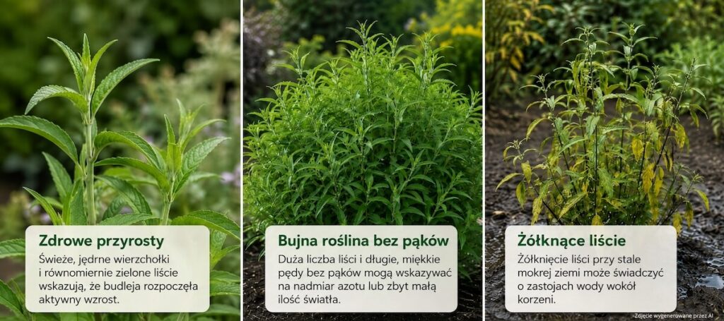 Czy budleja kwitnie w pierwszym roku po posadzeniu – oznaki wzrostu i osłabienia Zdrowe przyrosty, bujna roślina i żółknące liście budlei