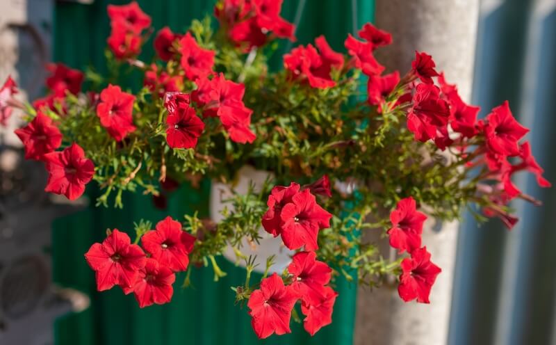 Petunia a surfinia różnica – czerwone kwiaty kalibrachoi