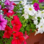Petunia a surfinia – różnica. Jak je rozpoznać i którą wybrać na balkon?