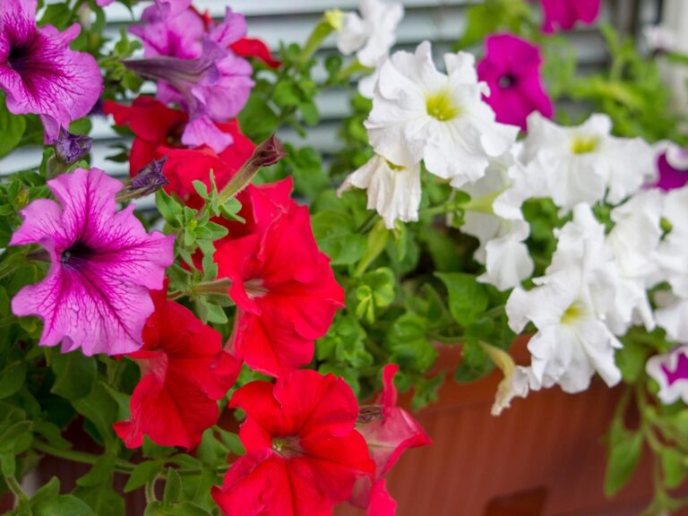 Petunia a surfinia – różnica. Jak je rozpoznać i którą wybrać na balkon?