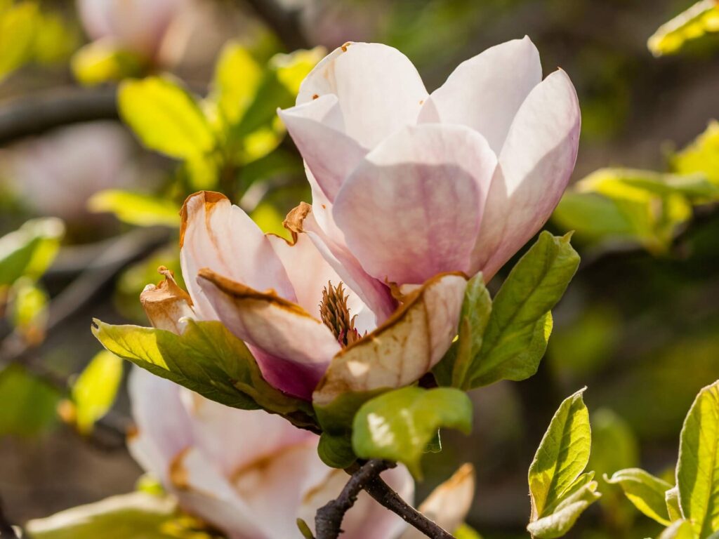 Czego nie lubi magnolia? 16 błędów, które hamują wzrost i kwitnienie