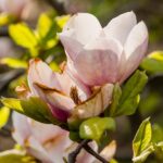 Czego nie lubi magnolia? 16 błędów, które hamują wzrost i kwitnienie